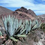 agaves